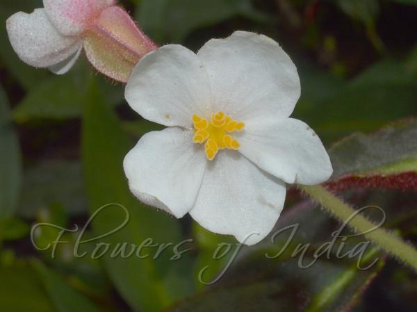 Striped Begonia